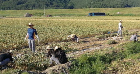 부경대 학생 합천 마늘재배 농가 돕기