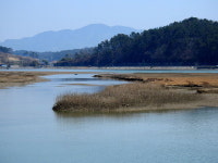 사천만 잿빛 대지 위에 피어난 생명의 보고