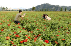 창녕 남지 내달 첫 백일홍축제