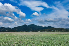 수심 조절로 주남저수지 연꽃 확산 막아야