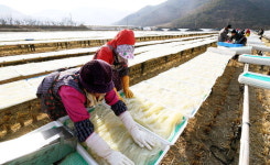 한천 말리기 한창