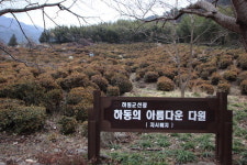 [수소문] (9) 하동 차 이야기