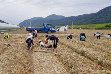 대구 송일초 봉사단 합천 포두마을서 봉사