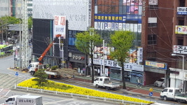 건물주 훼손…다시 심는 가로수