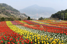 남해군 설천면 노량마을 일대 튤립 만개