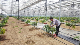 김해서도 애플망고·패션프루트 나오는 시대