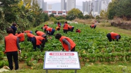 창원 가음정동, 이웃사랑 배추텃밭 결실