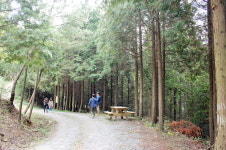 하동편백자연휴양림 4월 임시 개장