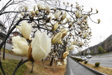 코로나 뚫고 핀 목련