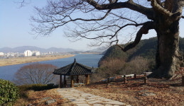 선비들 가던 십리 뱃길엔 유채꽃만 은은했어라