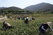 창녕, 코로나19 극복 농촌일손돕기 참여