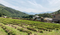 쌍계사 세계농업유산 하동녹차 갈아엎어