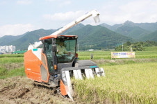 맛 좋은 창녕 진옥벼, 곧 식탁으로
