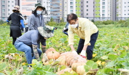 양산시 호박경관단지 수확물 복지단체에