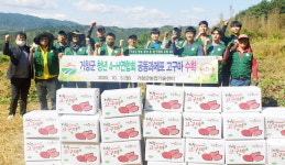 거창군4-H연합회 공동과제포 고구마 수확
