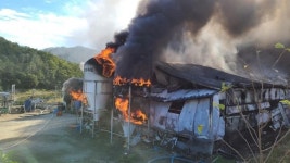 합천 돈사서 불...돼지 1185마리 피해