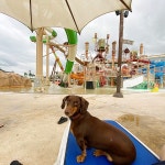 김해 롯데워터파크 댕댕파크 할로윈 파티