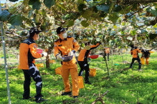 통영소방서 키위농장서 일손 돕기 봉사