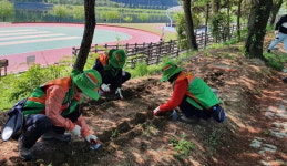 진주 평거동행정복지센터 강변길 꽃무릇 식재