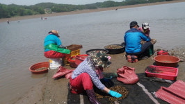 사천 서포 조도리에 재첩이 돌아왔다