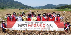 경남은행 합천 가현리서 마늘 수확 일손돕기