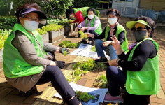 양산 웅상종합사회복지관 무농약 상추 나눔