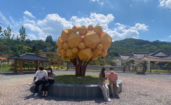 의령 정곡면 황금나무 아래서 부자 기운 흠뻑