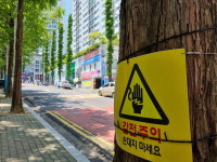 가로수 조명, 나무 생장에는 악영향 없을까