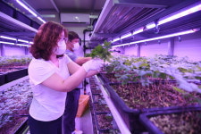 건강에 좋은 친환경 속성 재배 새싹삼