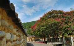 함안 고려동유적지 배롱나무 꽃 활짝