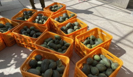 남해 해랑이농장 멜론 200㎏ 푸드뱅크 지원