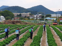 창원농업기술센터 국화축제 주인공 잘 자랍니다