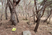 고분 조성된 곳·형식…신라유적서 가야 향기가