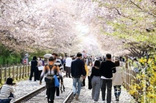 진해 경화역 벚꽃 보러 온 사람들 북적