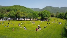 밀양 숭진초 청보리밭 축제 성료