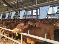 전국 우량 암소 합천군에 제일 많다