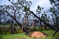 [태풍 힌남노 6일 6시 22분] 태풍에 넘어진 가로수