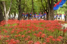 김해 활천 꽃무릇 축제 붉은 가을