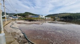 오후 4시 - 죽은 물고기떼, 구산면 해양관광로 뒤덮었다