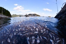 마산 사궁두미 마을 앞바다에도 죽은 물고기떼