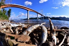 마창대교 아래 물고기 썩은 냄새 진동