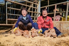 남해군에서 세쌍둥이 암송아지 태어나 화제