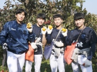 NC 2군 선수단, 공 대신 단감 쥐고 구슬땀