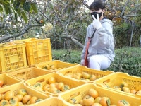 NC 2군 선수단, 공 대신 단감 쥐고 구슬땀