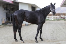 4일 부경경마공원서 국산 2세마 대결 브리더스컵 열려