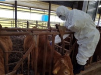 경남도, 가축전염병 예방·축산식품 안전 강화한다