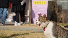 고양이랑 더불어 사는 삶을 택한 아파트