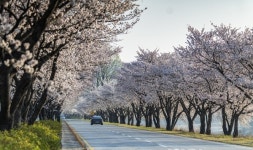 합천 백리벚꽃길