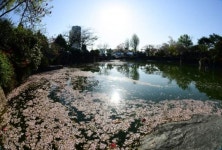 봄기운을 품은 경남대 월영지