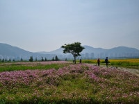 김해시 대동생태체육공원, 축구장 17개 넓이 야생화 장관
